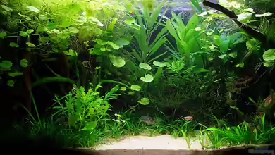 Kardinälchen und Co (nicht mehr existent) von Denise83