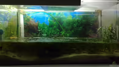 Kardinälchen von Welslau