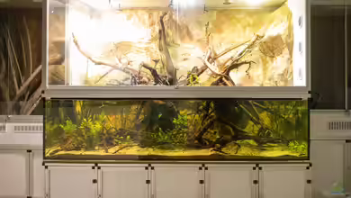 Karibenfische mit Steilufer von Schlangenschulz