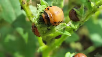 Kartoffelkäfer im Garten erkennen, verstehen und wirksam eindämmen