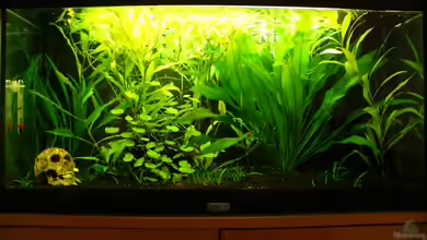 Keen´s Becken von CommanderKeen