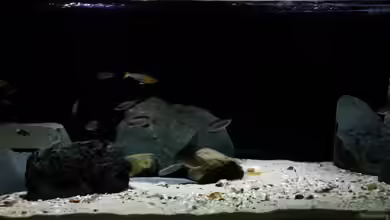 Kekese meets Kungwe Bay - Nur noch als Beispiel von Julien Preuß