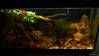 Kellerbecken von Cichlid Power