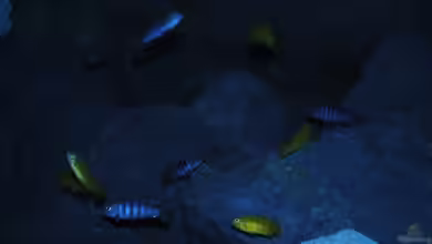 Kevins kleiner Malawi Traum von Kevin