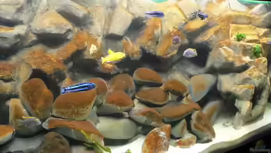 Kieselalgen im Aquarium: Ursachen erkennen, braune Beläge entfernen und dauerhaft vorbeugen