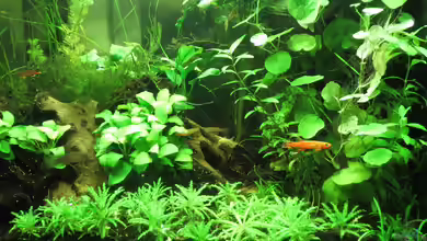 Killifische mit Gesellschaft von misch