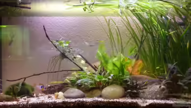 Kirschwasser (aufgelöst, nur noch als Beispiel) von Rumblebee