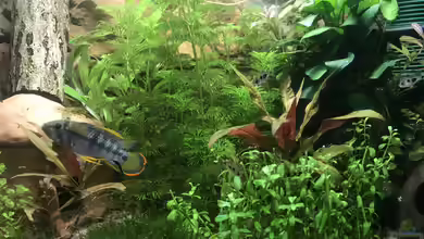 Klassisches Gesellschaftsbecken(Nur noch Beispiel) von Bessey