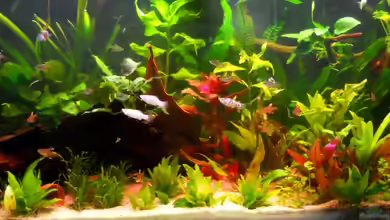 Kleene Pfütze von Kampfstulle