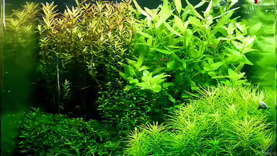 Klein aber fein von Helmut Kreutmayer