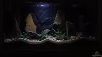 klein Afrika von junger Aquarianer