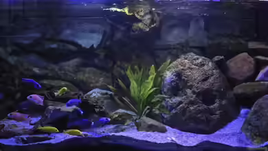 Klein-Malawi in Berlin von Cruiser Bruno