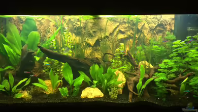 Klein Südamerika von Bader0203