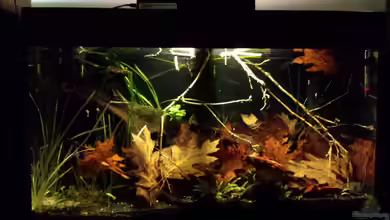 Kleine Amerika Räuberwelt von NRW