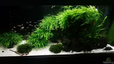 Kleine Fische nur noch als Beispiel von PanzerwelsFan