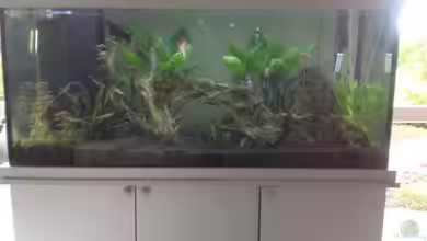 kleine Südamerika Oase von Poggy