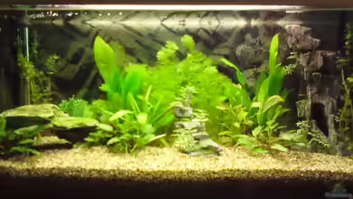 Kleine Unterwasserwelt von derTony99