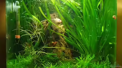 Kleiner Dschungel von Denise83