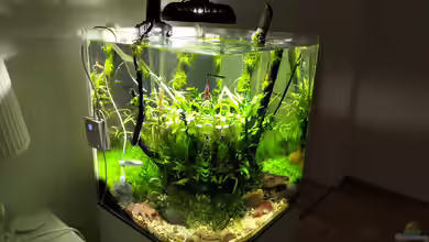 Kleiner Kubus (DENNERLE 60er) von koba2