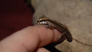 Kleiner Madagaskargecko - Paroedura androyensis: Haltung, Lebensraum und Pflege im Terrarium
