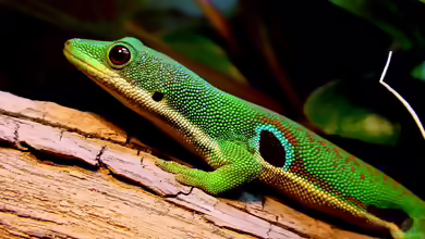 Kleiner Pfauenaugen-Taggecko - Phelsuma parva: Haltung, Lebensraum und Pflege im Terrarium