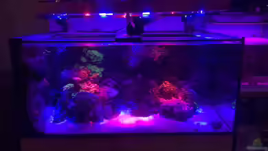 kleiner Riff-Ausschnitt von Diver