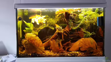 Kleiner südamerikanischer Bach von Max Latinski