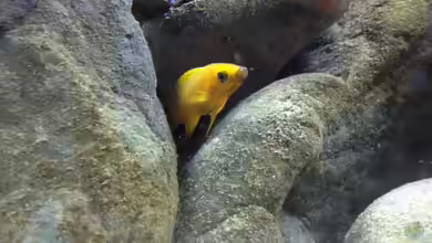 Kleiner Tanganjikasee von jules