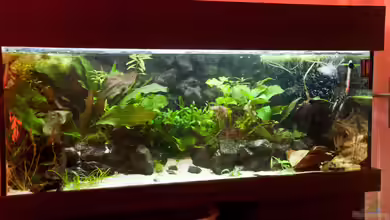 Kleiner Urwald von Melusine Vom Musenhain