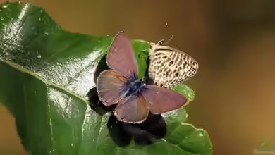 Kleiner Wanderbläuling: Leptotes pirithous im Garten