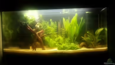 Kleines Amazonasbecken von Der Tiroler