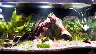 Kleines Becken von Erschreckerbär