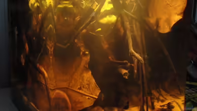 Kleines Betta Biotop von Laura