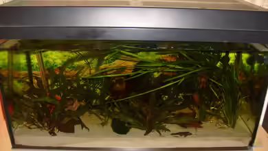 kleines Gesellschaftsbecken von André Janssen