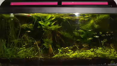 Kleines Gesellschaftsbecken von DasJin