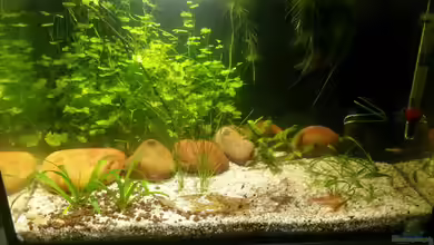 kleines Kleeblatt von Betta Ufuk