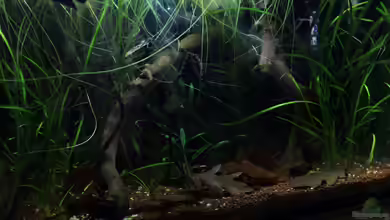 kleines schwarzes von die Perle...