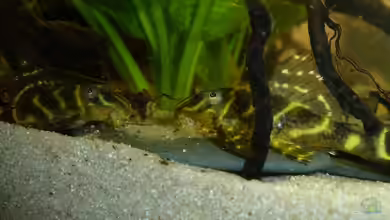 kleines Ufer von JohannesDD