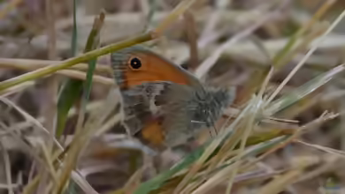 Kleines Wiesenvögelchen: Coenonympha pamphilus im Garten