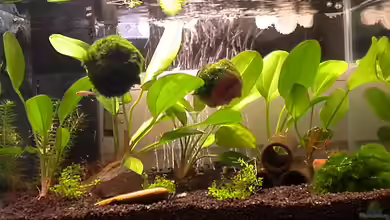 kleines Wirbellosenbecken von Marci