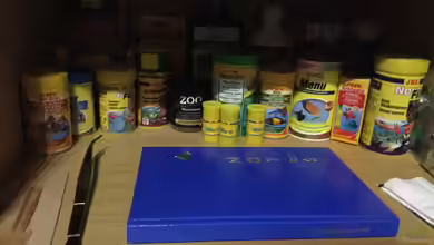 Knoblauch im Zierfischfutter: Das sind die Hintergründe