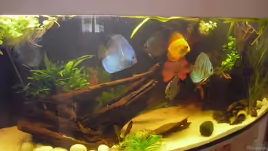 Knutis Kumpels / Südamerika von nemo0109