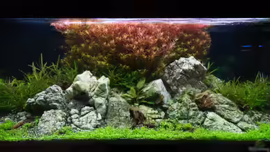 Kölle Zoo von GoreSlayer