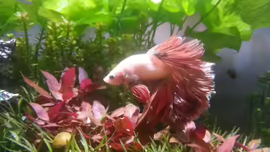 Kölle Zoo von Koelle-Zoo