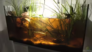 Koh Samui Biotope von Laura