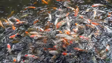 Koi-Karpfen und Goldfische gemeinsam im Teich halten: Eine gute Idee?