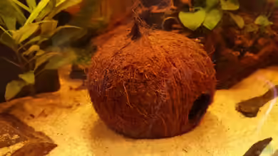 Kokosnussschalen als Deko im Aquarium