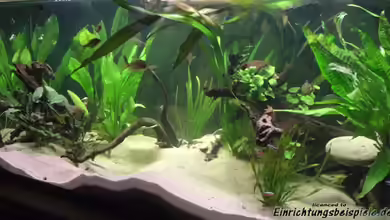 Kolumbianer-Station von Dr. Dr. Kliem