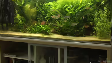 Kongo 390 von schmitzkatze