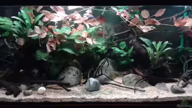 KongO At HomE - nur noch als Beispiel von lützkopf